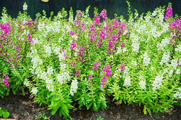 Angelonia angustifolia Balangdaros Benth purple and white flower