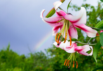 Gentle pink tiger Lily with rainbow