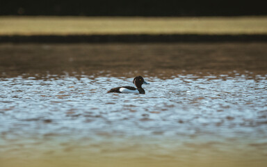 ducks on the beach