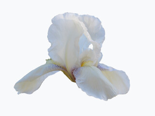 white iris flower isolated on white  background 