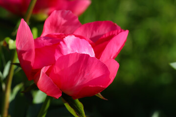 Close-up of fine-leaved pink peony (Scarlet Tanager ) with selective focus  on a natural blurred blue-green background