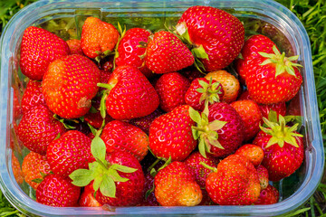 Close up view of plastic box with red strawberries.