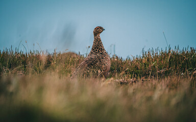pheasant in the grass
