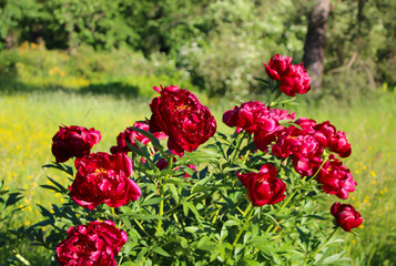 Red peony bush (lat. Paeonia Chocolate Soldier paeonia)  with selective focus on a blurry red-green garden background, large format