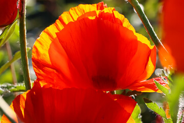 Close-up of poppy in backlight on a natural blurry green background