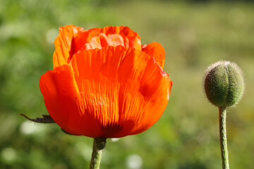 Close-up of poppy in backlight on a natural blurry green background