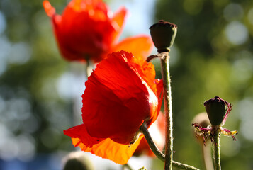 Close-up of red poppy flowers  in counter light and green poppy boxes on a natural blurry background, selective focus