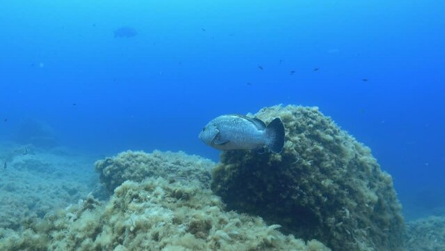 Big grouper fish swimming alone at the seabed