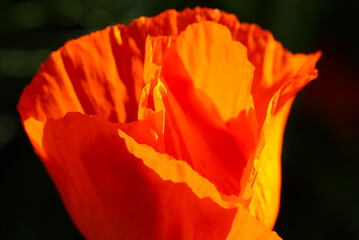 Close-up of poppy in backlight on a natural blurry green background