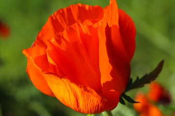 Close-up of poppy in backlight on a natural blurry green background