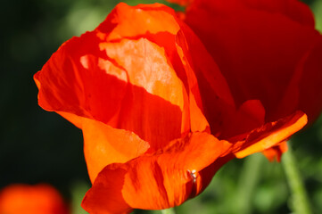 Close-up of poppy in backlight on a natural blurry green background