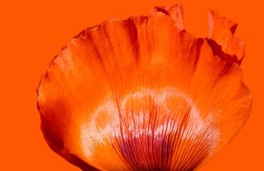 Natural red background from blurred poppy petals with selective focus 