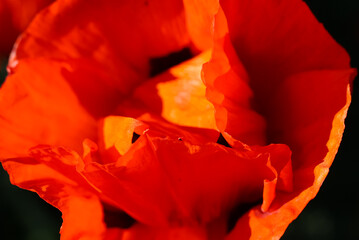 Natural red background from blurred poppy petals, selective focus   
