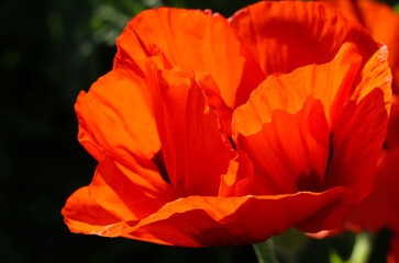 Natural red background from blurred poppy petals, selective focus   