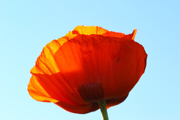 Close-up of the poppy  in counter light against the sky