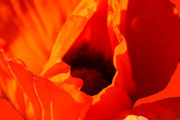 Natural red background from blurred poppy petals, selective focus   