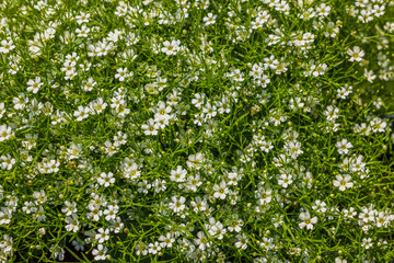 Fototapeta na wymiar Beautiful natural pattern background of small white flowers. Sweden. 