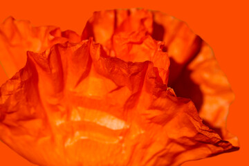 Natural red background from blurred poppy petals with selective focus 