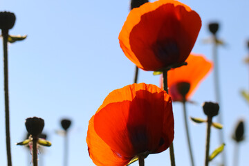 Close-up of poppy flowers and buds in counter light against the sky, selective focus 
