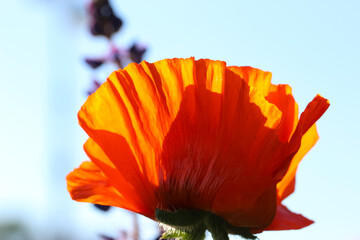 Close-up of the poppy  in counter light against the sky