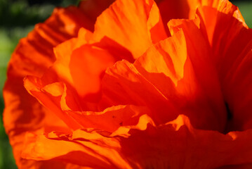 Natural red background from blurred poppy petals, selective focus   