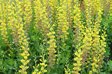 Alchemilla in the garden