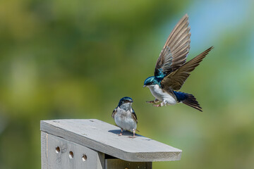 Tree Sparrows on Bird House