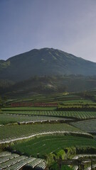 Fototapeta premium Vegetable plantation on the slope of mountain with Mount Sumbing on the background in the morning