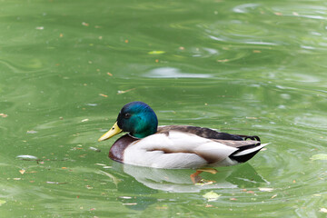 Mallard duck (Anas platyrhynchos) swimming. Profile view