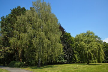Fototapeta na wymiar Large trees in public park Stromovka in Ceske Budejovice, South Bohemian, Czechia, Czech Republic, Europe, Central Europe 