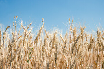 Field of Wheat Close Up with Blue Sky