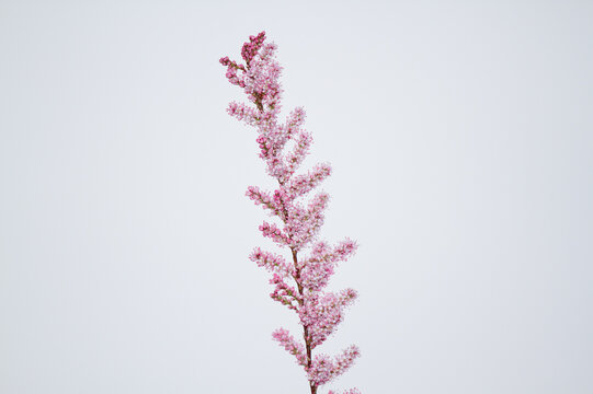tamarisk branch full of pink flowers on white background