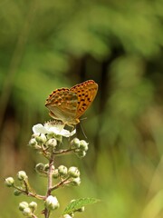 Männlicher Kaisermantel (Argynnis paphia) auf  Brombeerblüte