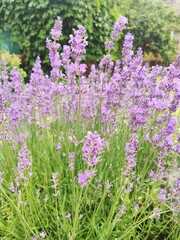 Fototapeta premium flowers in the field