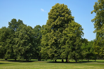 Large trees in public park Stromovka in Ceske Budejovice, South Bohemian, Czechia, Czech Republic, Europe, Central Europe
