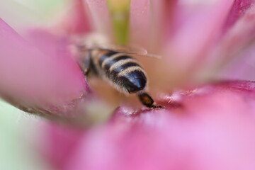 bee on flower