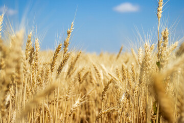 Close Up On Wheat on Blue Sky with Cloud