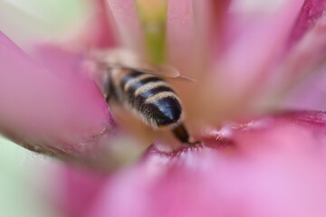 bee on pink flower