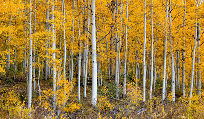 Gold And White Fall Aspens