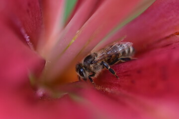 bee on a flower