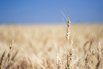 Close Up On Single Wheat In Field of Wheat With Blue Sky