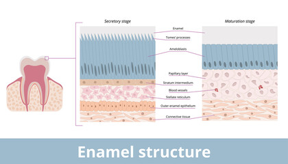 Enamel structure.	Enamel structure of human tooth on secretory and maturation stages, including ameloblasts, stellate reticulum, enamel space.