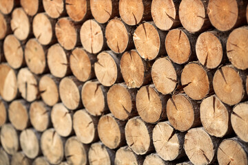 Close up photo of many tree cuts in a warehouse 