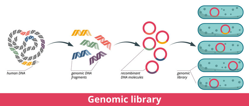 Genomic library. Stages of genomic library formation: developing of DNA fragments and their insertion into plasmids, plasmids introduction into bacteria.