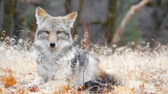 Wild furry wolf, gray coyote or grey coywolf, autumn forest glade, Yosemite national park wildlife, California fauna, USA. Portrait of hybrid dog like animal lying down on grass. Face, head and eyes.