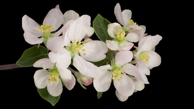 Time-lapse of a white flowers Apple blossom. Spring flower Apple blooming on black background.