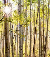 Sunburst In The Fall Aspen Grove