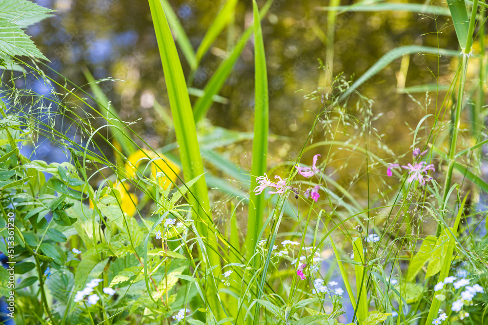 Sticker lush foliage close up on coast of forest pond