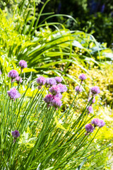 blooming chives close up in overgrown garden