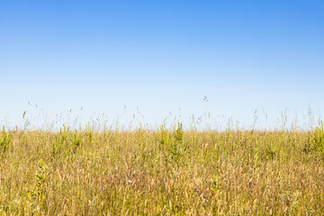 blue sky over yellow green on field on hot sunny summer day (focus on purple flowers )